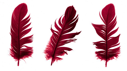 red feathers of a goose on a transparent isolated background. png