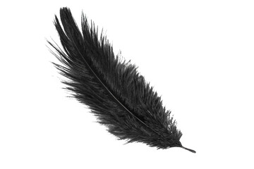 black feather of an ostrich on a transparent isolated background. png - obrazy, fototapety, plakaty