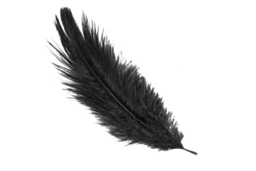 Foto op Canvas black feather of an ostrich on a transparent isolated background. png © Krzysztof Bubel