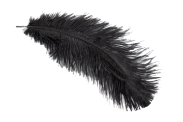 black feather of an ostrich on a transparent isolated background. png
