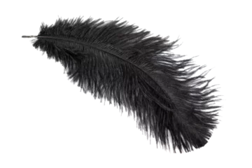Foto op Canvas black feather of an ostrich on a transparent isolated background. png © Krzysztof Bubel