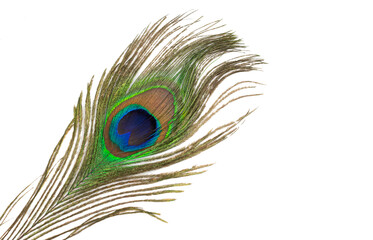 peacock feather on a transparent isolated background. PNG
