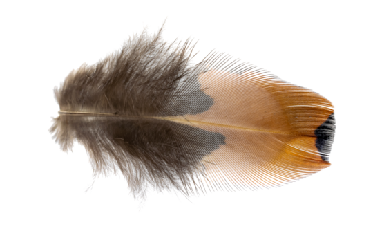 pheasant feathers on a transparent isolated background. png