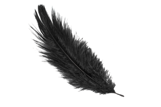 black feather of an ostrich on a transparent isolated background. png