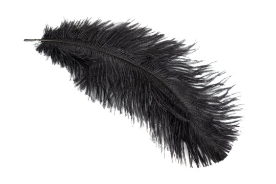 Fototapeta black feather of an ostrich on a transparent isolated background. png