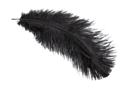 black feather of an ostrich on a transparent isolated background. png