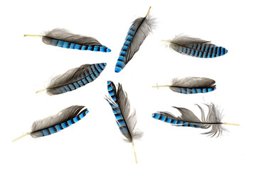 blue with black striped jay feather on transparent isolated background
