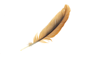 brown feather of a hen on a transparent isolated background. png