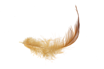 brown feather of a hen on a transparent isolated background. PNG