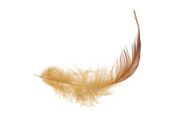 Gordijnen brown feather of a hen on a transparent isolated background. PNG © Krzysztof Bubel