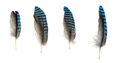 blue with black striped jay feather on transparent isolated background
