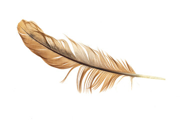 brown feather of a hen on a transparent isolated background. png
