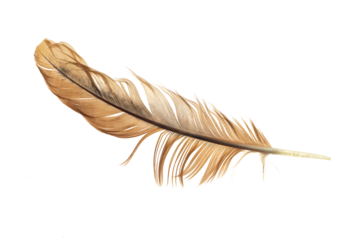 brown feather of a hen on a transparent isolated background. png
