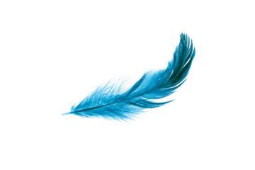 blue feather on a transparent isolated background. png