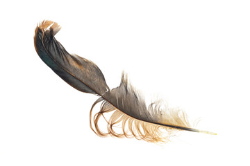 brown feather of a hen on a transparent isolated background. png