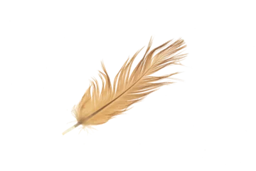 Keuken foto achterwand Veren brown feather of a hen on a transparent isolated background. png