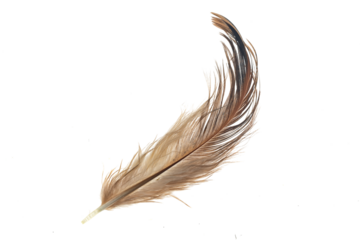 brown feather of a hen on a transparent isolated background. png