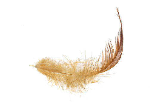 Fototapeta brown feather of a hen on a transparent isolated background. PNG