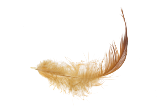 brown feather of a hen on a transparent isolated background. PNG