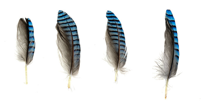 Fototapeta blue with black striped jay feather on transparent isolated background 