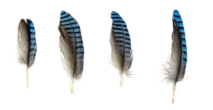blue with black striped jay feather on transparent isolated background
