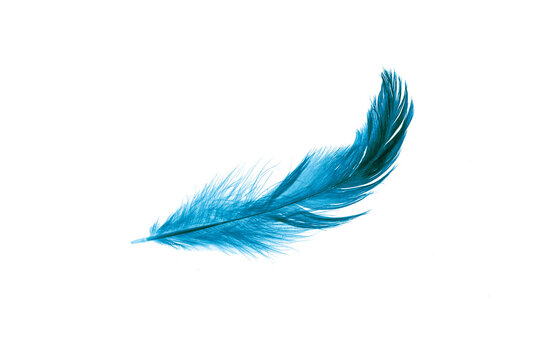 blue feather on a transparent isolated background. png © Krzysztof Bubel