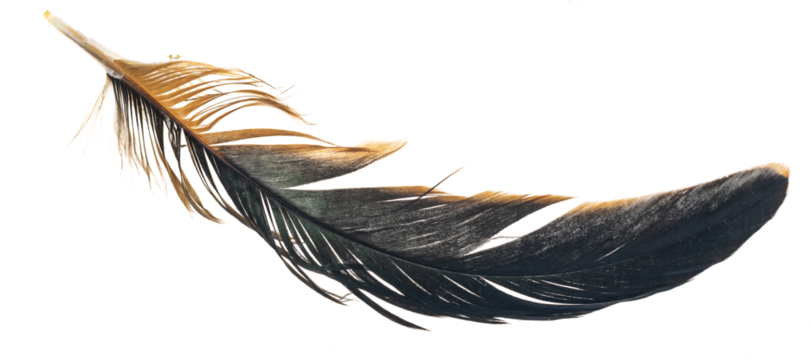 brown feather of a hen on a transparent isolated background. PNG