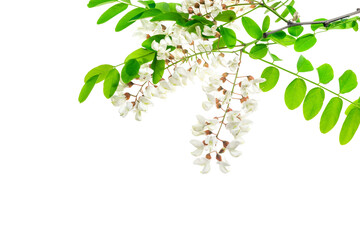 white acacia flowers on a transparent isolated background. PNG