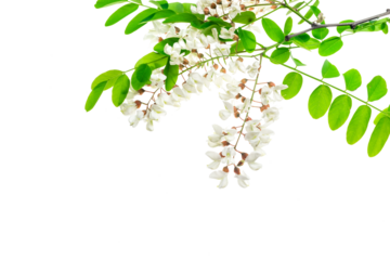 white acacia flowers on a transparent isolated background. PNG