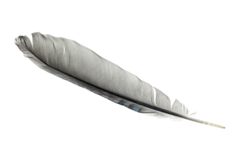 feather isolated on white background