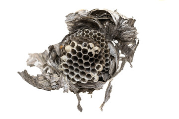 wasp nest on a transparent isolated background. png