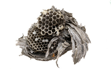 wasp nest on a transparent isolated background. png