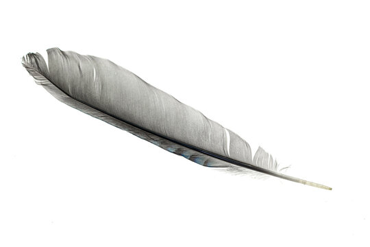 Fototapeta feather isolated on white background