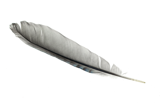 feather isolated on white background