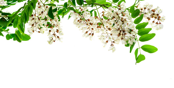 white acacia flowers on a transparent isolated background. PNG
