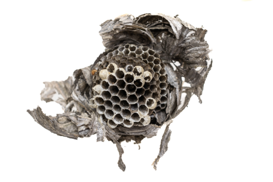 wasp nest on a transparent isolated background. png
