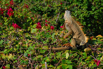 A wild iguana by the river in the Brickell neighborhood of Miami, Florida