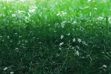 green grass with dew drops
