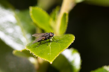 fly on leaf