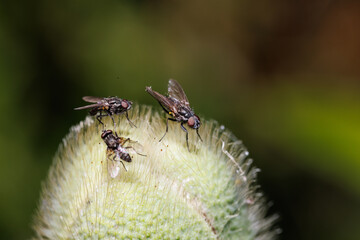 Flies on flower head
