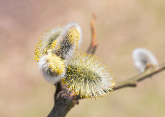 Obraz premium willow buds in spring