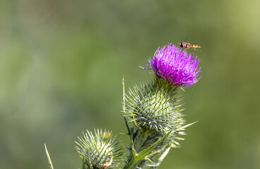 thistle flower in bloom with hoverfly