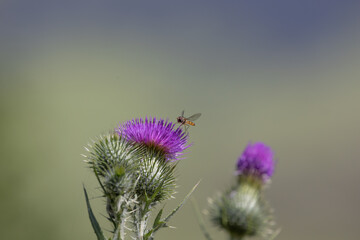 thistle flower in the field
