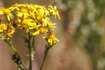 yellow flowers in the garden
