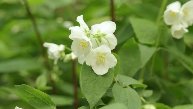 White blossoming Philadelphus coronarius flowers close up