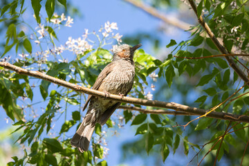 bird on a branch