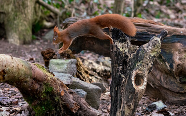 Red Squirrels at The Dingle Anglesey Wales