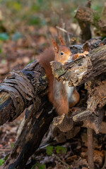 Red Squirrels at The Dingle Anglesey Wales