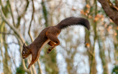 Red Squirrels at The Dingle Anglesey Wales