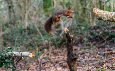 Red Squirrels at The Dingle Anglesey Wales